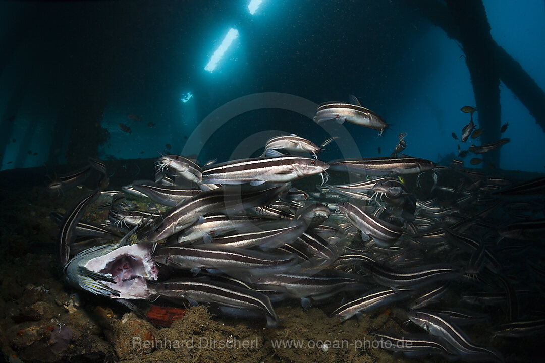 Striped Eel Catfish under a Jetty, Plotosus lineatus, Ambon, Moluccas, Indonesia
