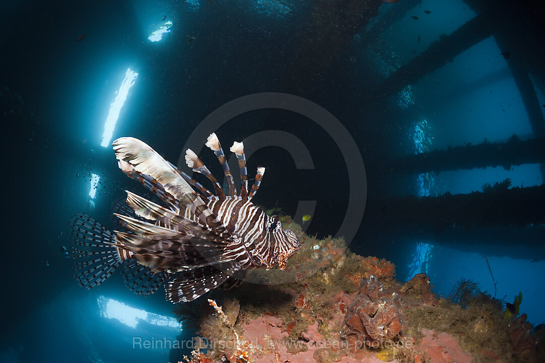 Lionfish under a Jetty, Pterois volitans, Ambon, Moluccas, Indonesia