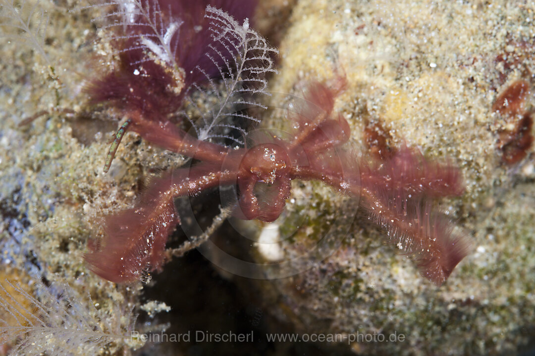 Orang Utan Spider Crab, Achaeus japonicus, Ambon, Moluccas, Indonesia