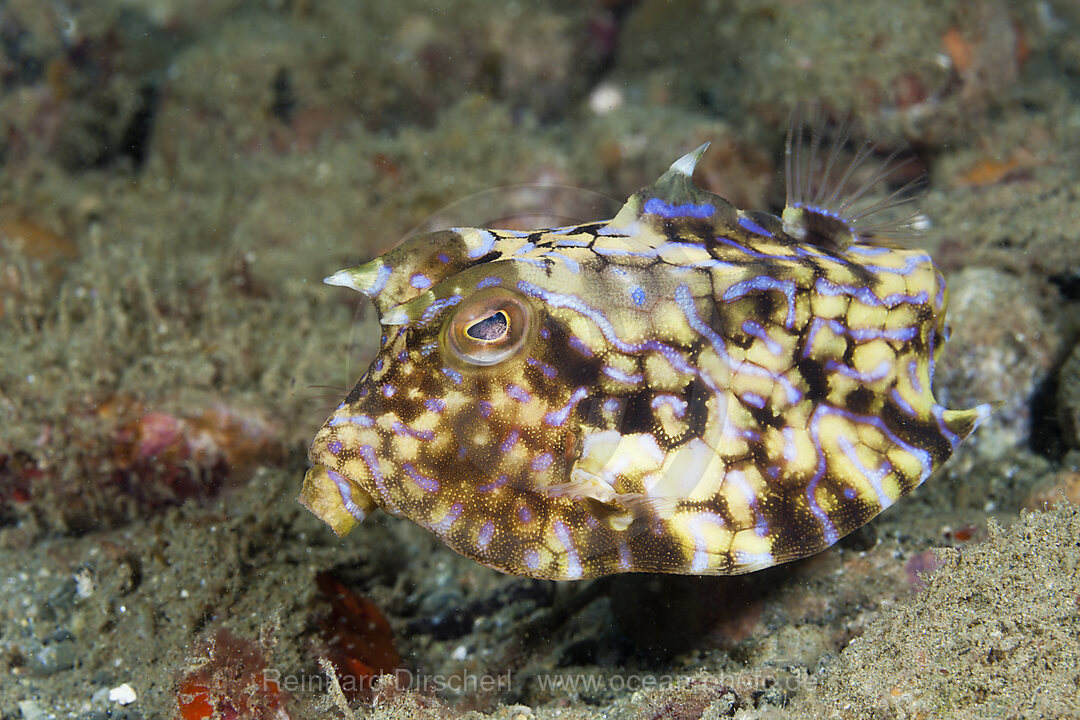 Rueckendorn-Kofferfisch, Lactoria fornasini, Ambon, Molukken, Indonesien