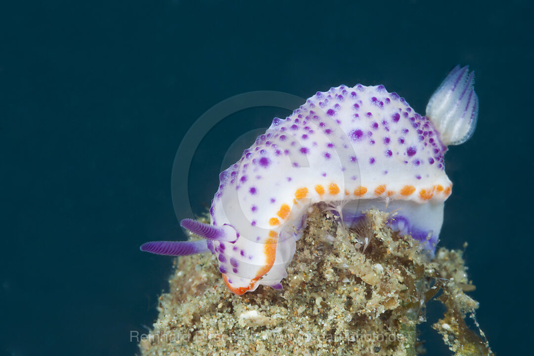 Prachtsternschnecke, Nacktschnecke, Mexichromis multituberculata, Ambon, Molukken, Indonesien