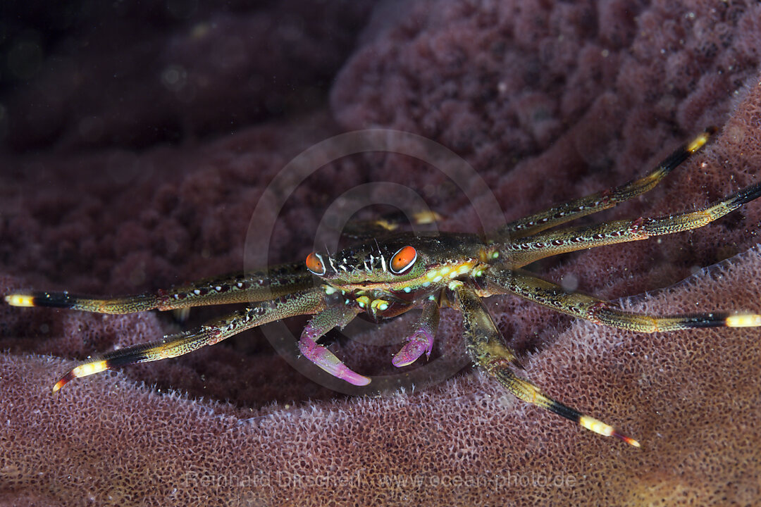 Korallenkrabbe in Schwamm, Trapezia sp., Ambon, Molukken, Indonesien