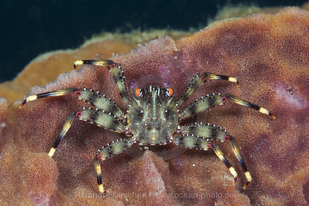 Coral Crab inside sponge, Trapezia sp., Ambon, Moluccas, Indonesia