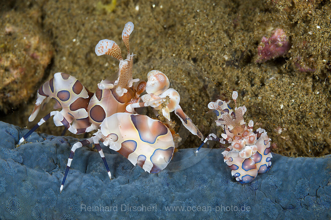 Paar Harlekin Garnelen, Hymenocera elegans, Ambon, Molukken, Indonesien