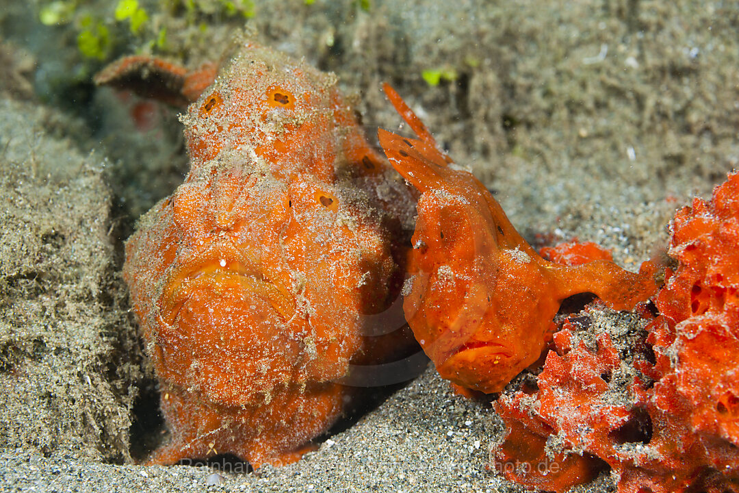 Pair of orange Spotted Frogfish, Antennarius pictus, Ambon, Moluccas, Indonesia
