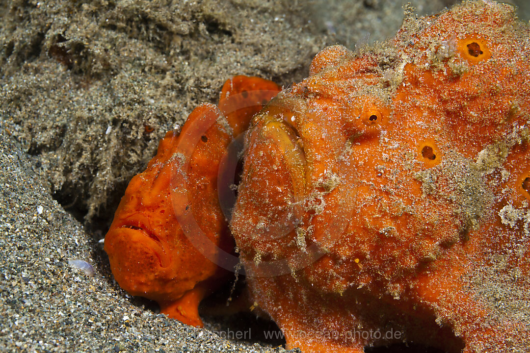 Pair of orange Spotted Frogfish, Antennarius pictus, Ambon, Moluccas, Indonesia