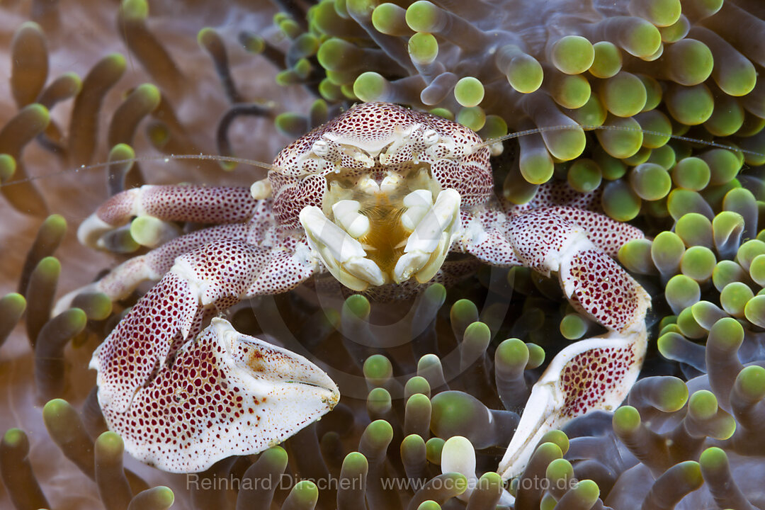 Porzellan-Krabbe, Neopetrolisthes maculatus, Ambon, Molukken, Indonesien