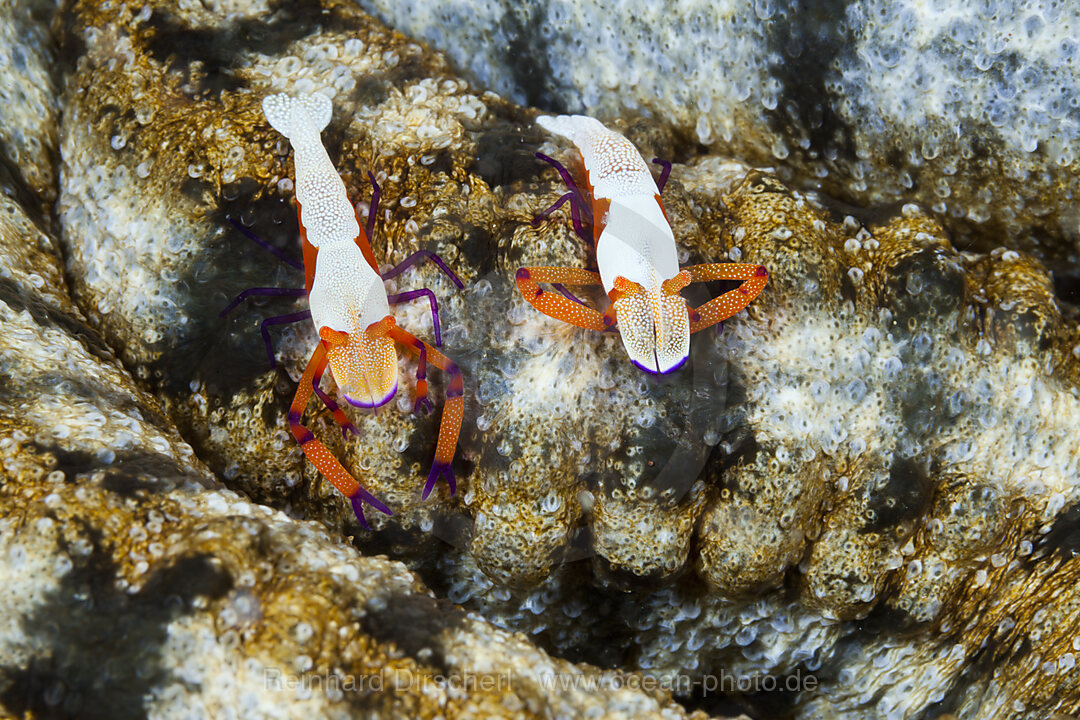 Paar Imperator-Garnelen, Periclimenes imperator, Ambon, Molukken, Indonesien