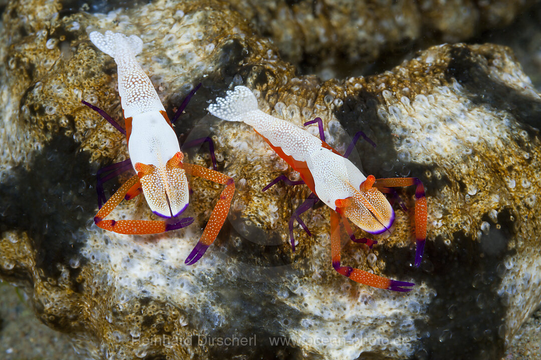 Paar Imperator-Garnelen, Periclimenes imperator, Ambon, Molukken, Indonesien