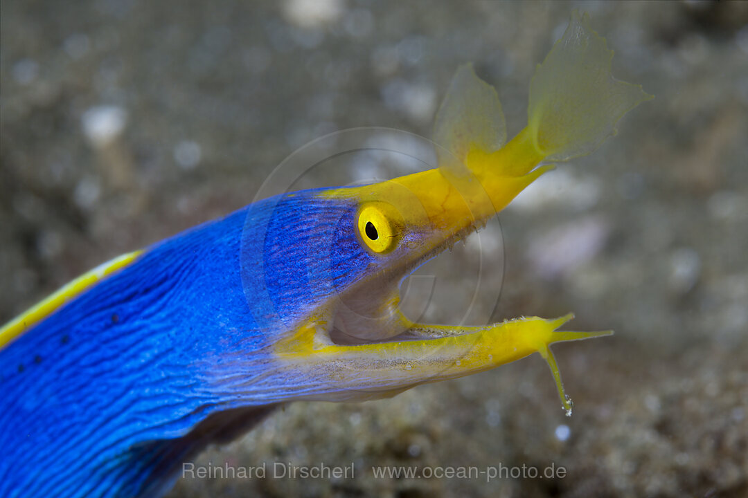 Ribbon Eel, Rhinomuraena quaesita, Ambon, Moluccas, Indonesia