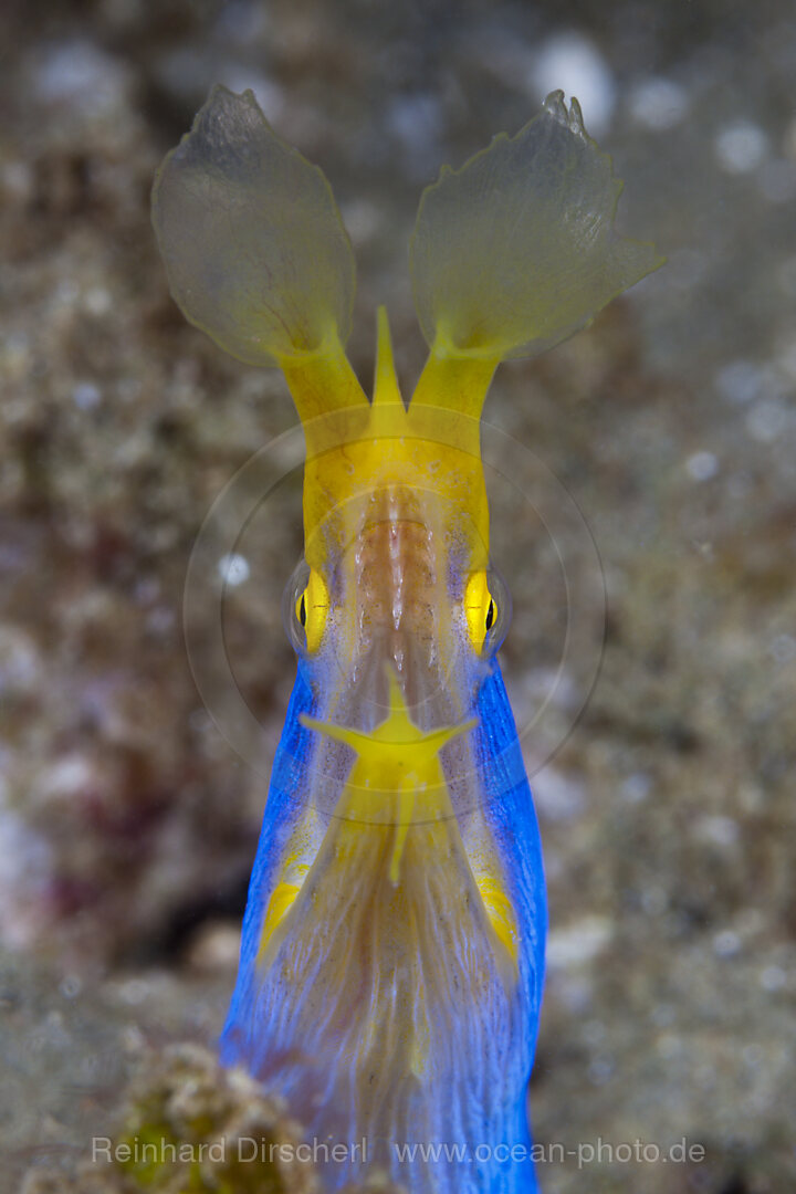 Geister-Muraene, Rhinomuraena quaesita, Ambon, Molukken, Indonesien