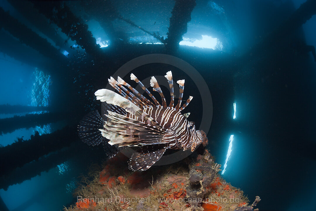 Rotfeuerfisch unter einem Bootssteg, Pterois volitans, Ambon, Molukken, Indonesien