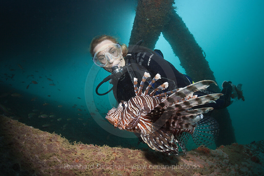 Taucher beobachtet Rotfeuerfisch, Pterois volitans, Ambon, Molukken, Indonesien