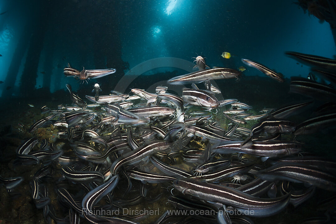 Streifen-Korallenwelse unter BootsSteg, Mole, Pier, anlegesteg, Plotosus lineatus, Ambon, Molukken, Indonesien