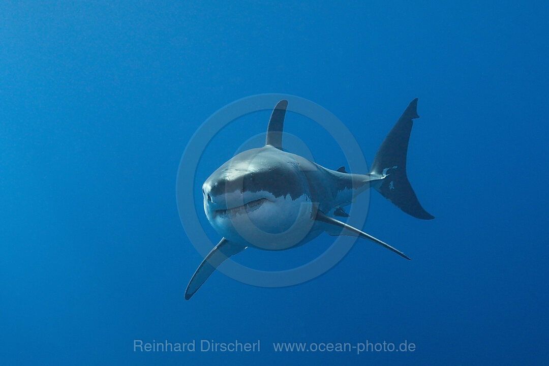 Great White Shark, Carcharodon carcharias, Neptune Islands, Australia