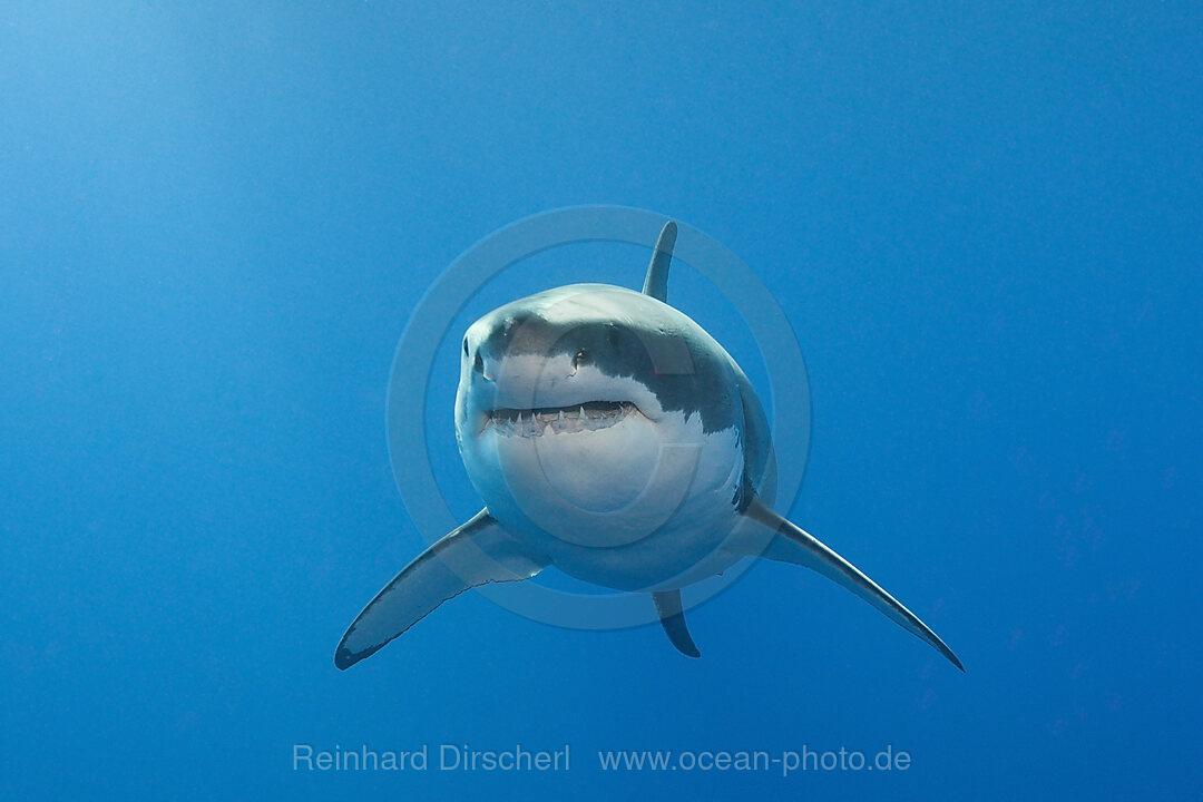 Great White Shark, Carcharodon carcharias, Neptune Islands, Australia