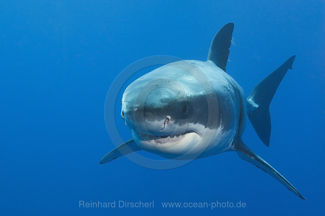 Great White Shark, Carcharodon carcharias, Neptune Islands, Australia