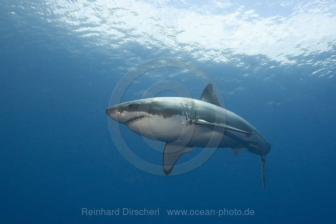 Great White Shark, Carcharodon carcharias, Neptune Islands, Australia