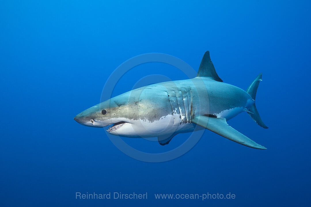 Great White Shark, Carcharodon carcharias, Neptune Islands, Australia