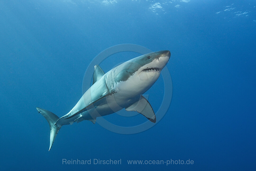 Grosser Weisser Hai, Carcharodon carcharias, Neptune Islands, Australien