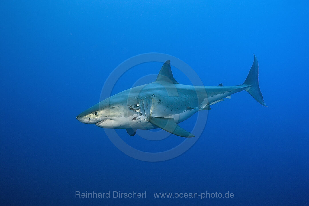 Great White Shark, Carcharodon carcharias, Neptune Islands, Australia