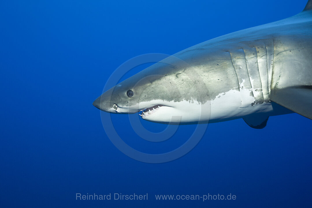 Grosser Weisser Hai, Carcharodon carcharias, Neptune Islands, Australien