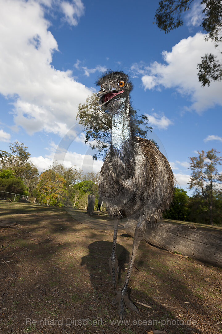 Grosser Emu, Dromaius novaehollandiae, Brisbane, Australien