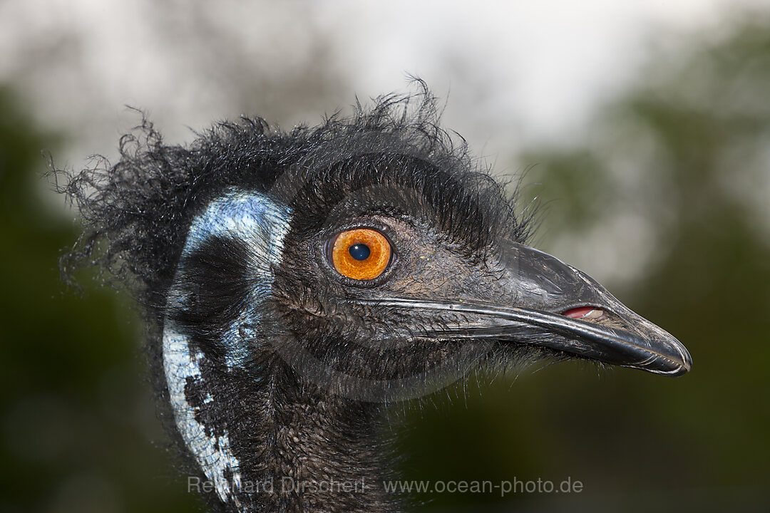 Head of Emu, Dromaius novaehollandiae, Brisbane, Australia