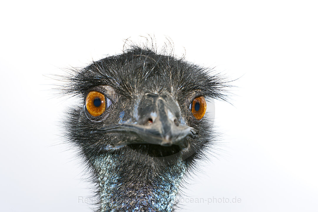 Head of Emu, Dromaius novaehollandiae, Brisbane, Australia