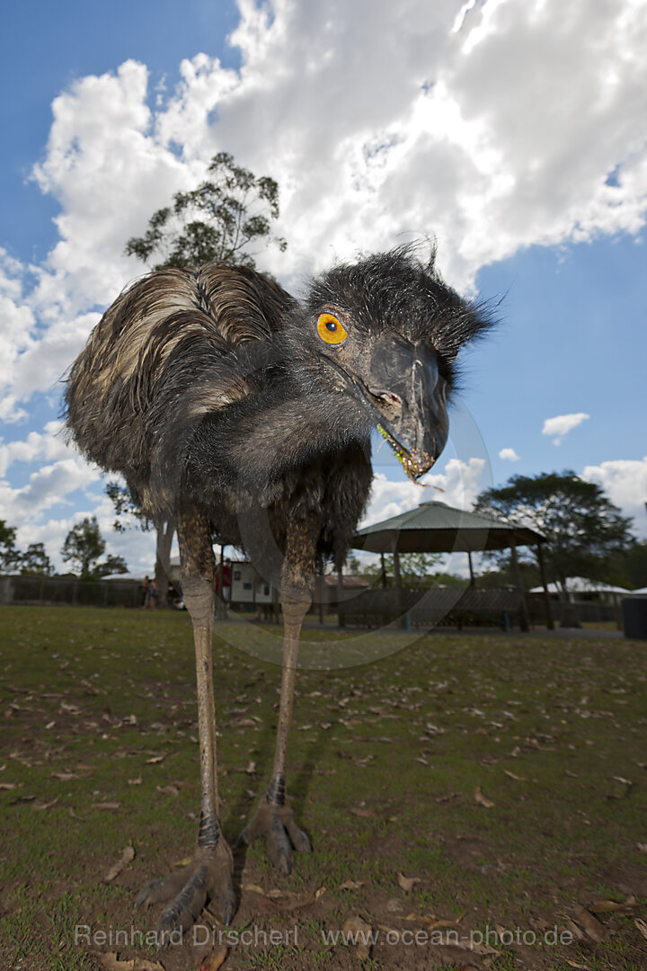 Emu, Dromaius novaehollandiae, Brisbane, Australia