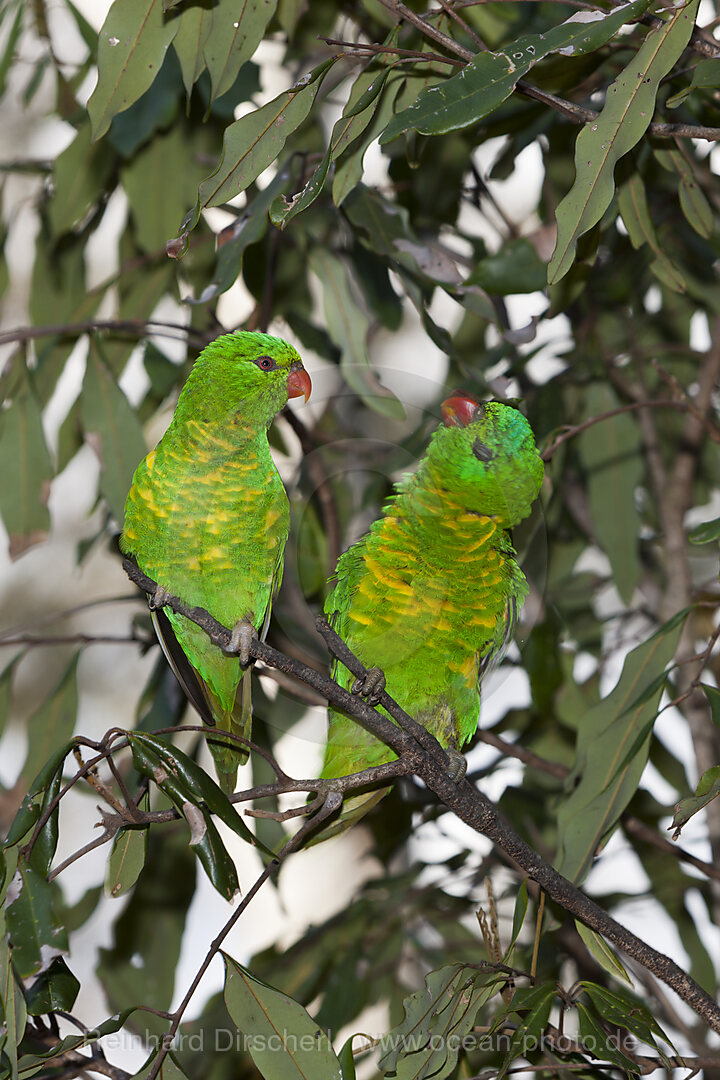 Schuppen-Lori, Trichoglossus chlorolepidotus, Brisbane, Australien