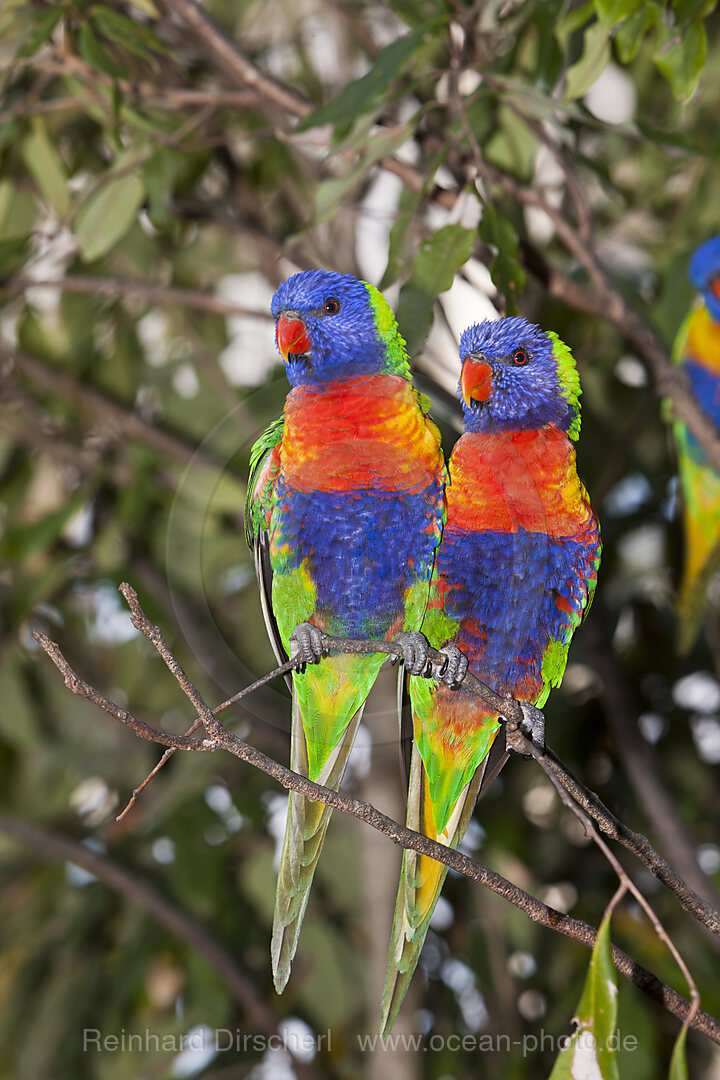 Gebirgs-Allfarblori, Regenbogen-Lori, Trichoglossus haematodus moluccanus, Brisbane, Australien