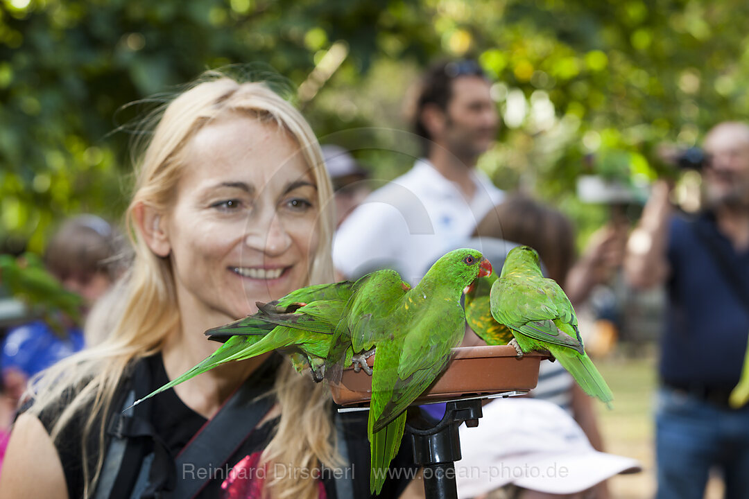 Touristen fuettern Regenbogen-Loris, Trichoglossus haematodus moluccanus, Brisbane, Australien