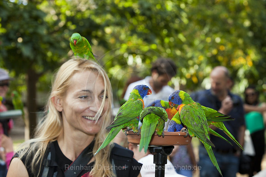 Touristen fuettern Regenbogen-Loris, Trichoglossus haematodus moluccanus, Brisbane, Australien