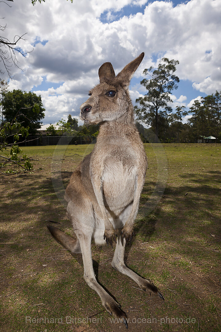 Eastern Grey Kangaroo, Macropus giganteus, Brisbane, Australia