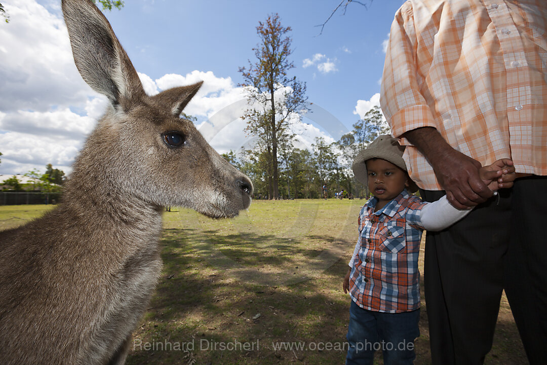 Kind bestaunt Oestliches Graues Riesenkaenguru, Macropus giganteus, Brisbane, Australien