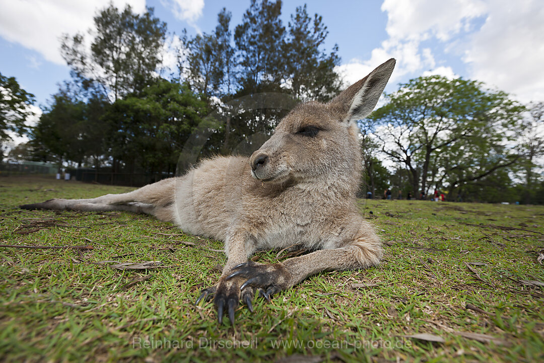 Oestliches Graues Riesenkaenguru, Macropus giganteus, Brisbane, Australien