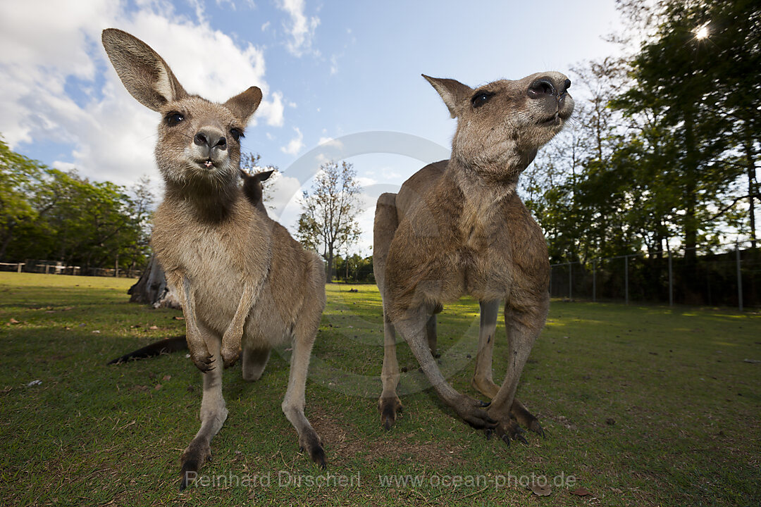 Oestliches Graues Riesenkaenguru, Macropus giganteus, Brisbane, Australien