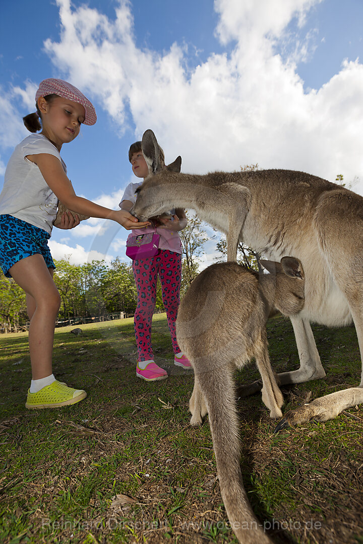 Eastern Grey Kangaroo, Macropus giganteus, Brisbane, Australia
