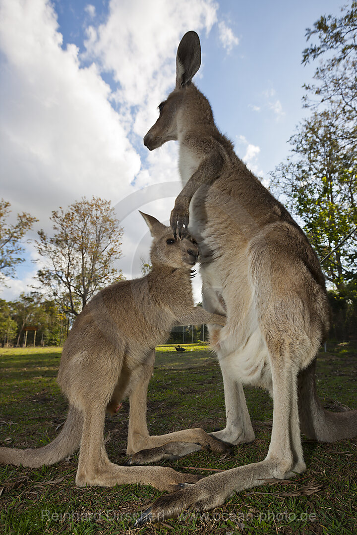 Oestliches Graues Riesenkaenguru, Macropus giganteus, Brisbane, Australien
