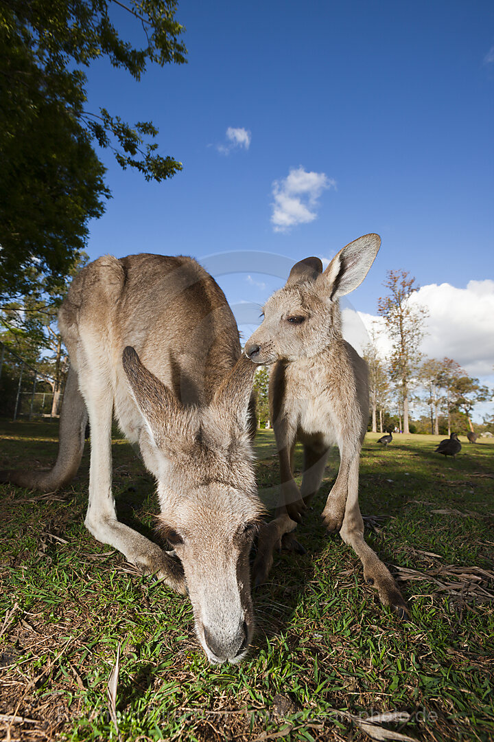 Eastern Grey Kangaroo, Macropus giganteus, Brisbane, Australia