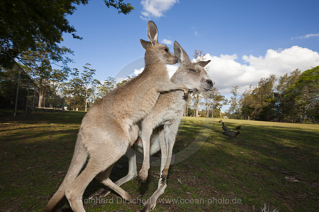 Oestliches Graues Riesenkaenguru, Macropus giganteus, Brisbane, Australien