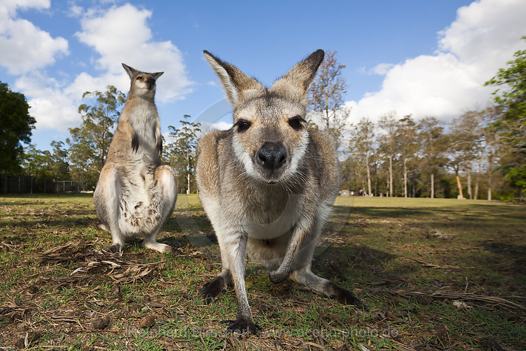 Eastern Grey Kangaroo, Macropus giganteus, Brisbane, Australia
