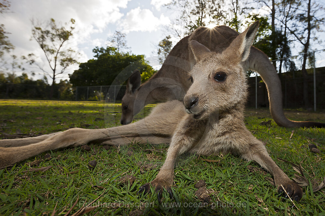 Oestliches Graues Riesenkaenguru, Macropus giganteus, Brisbane, Australien