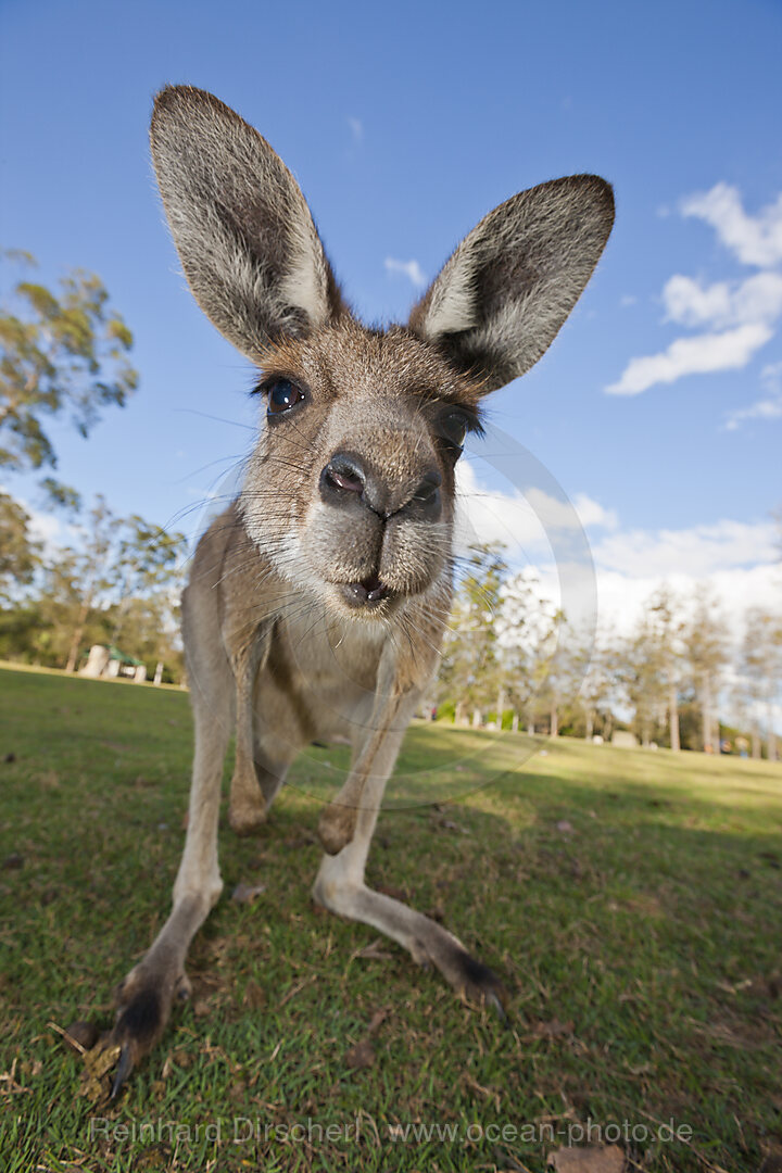 Eastern Grey Kangaroo, Macropus giganteus, Brisbane, Australia