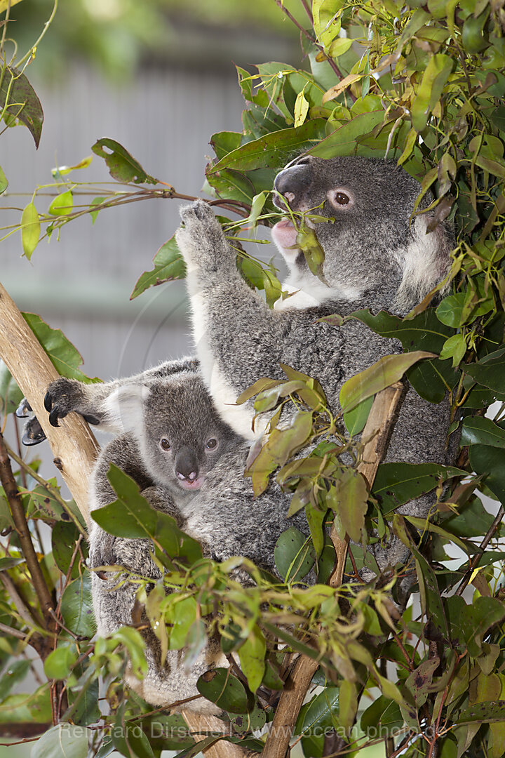 Koala, Mutter und Junges, Phascolarctos cinereus, Brisbane, Australien