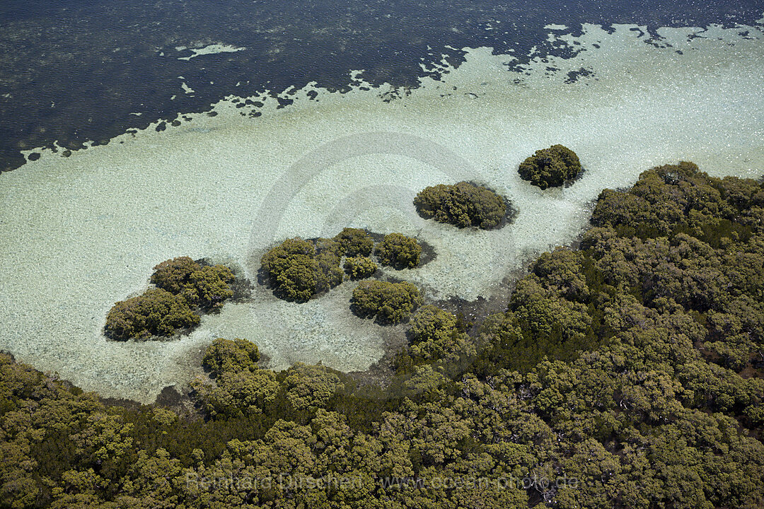 Mangroven vor Stradbroke Island, Moreton Bay, Brisbane, Australien
