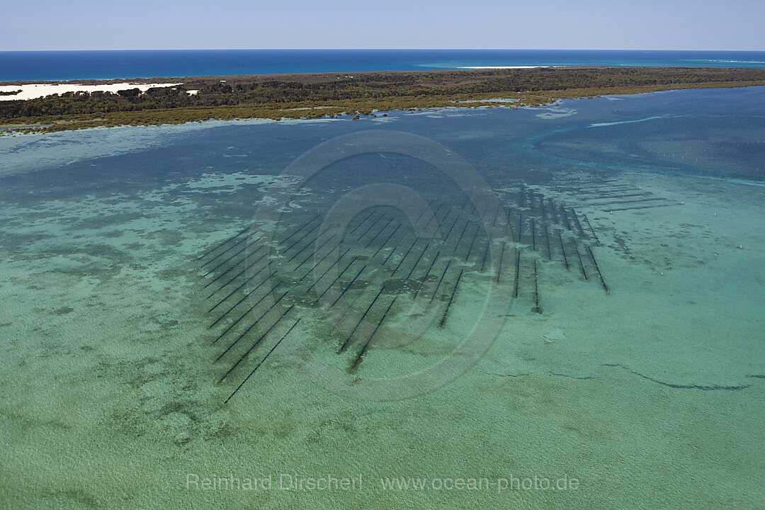 Austernzucht vor Moreton Island, Brisbane, Australien