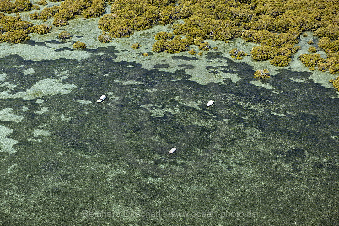 Mangroves at Moreton Island, Brisbane, Australia