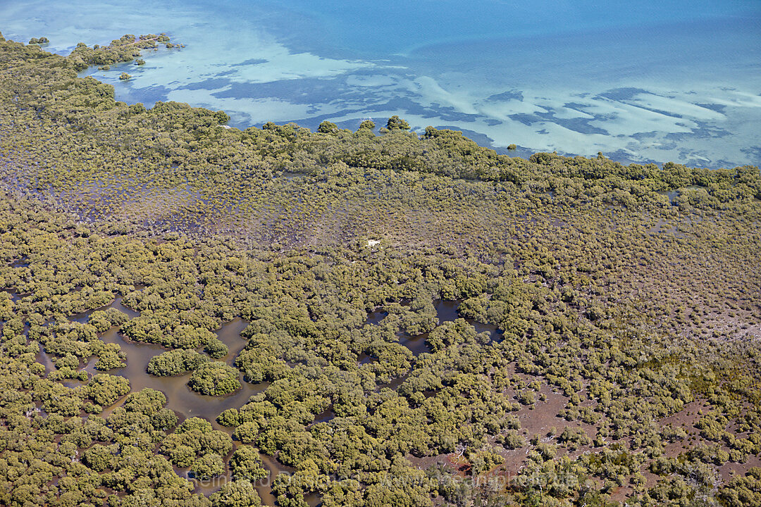 Mangroven vor Moreton Island, Brisbane, Australien